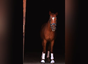 Oldenburger, Wallach, 4 Jahre, 162 cm, Fuchs