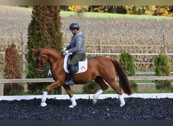 Oldenburger, Wallach, 4 Jahre, 162 cm, Fuchs