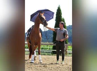 Oldenburger, Wallach, 4 Jahre, 162 cm, Fuchs