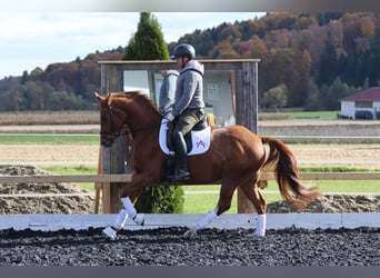 Oldenburger, Wallach, 4 Jahre, 162 cm, Fuchs