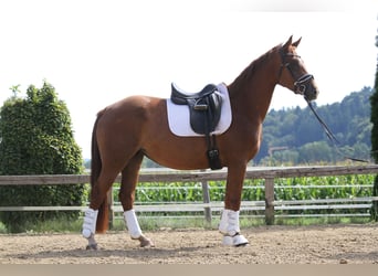 Oldenburger, Wallach, 4 Jahre, 162 cm, Fuchs
