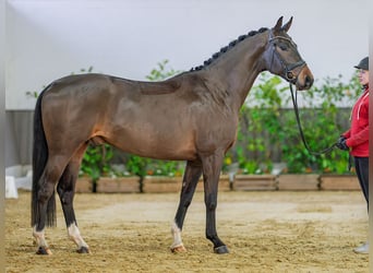 Oldenburger, Wallach, 4 Jahre, 163 cm, Brauner