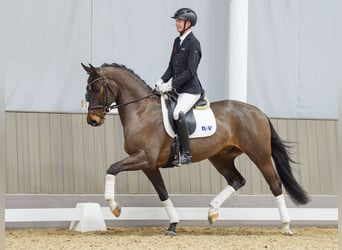 Oldenburger, Wallach, 4 Jahre, 163 cm, Brauner