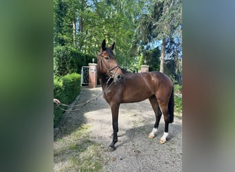 Oldenburger, Wallach, 4 Jahre, 164 cm, Brauner