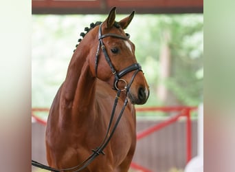 Oldenburger, Wallach, 4 Jahre, 164 cm, Brauner