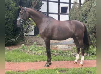 Oldenburger, Wallach, 4 Jahre, 164 cm, Dunkelfuchs