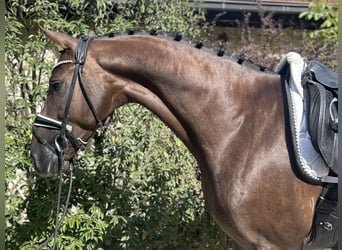 Oldenburger, Wallach, 4 Jahre, 164 cm, Dunkelfuchs