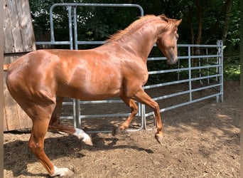 Oldenburger, Wallach, 4 Jahre, 164 cm, Fuchs