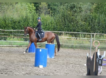 Oldenburger, Wallach, 4 Jahre, 164 cm, Fuchs