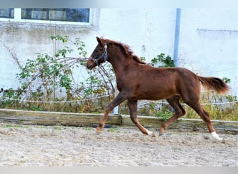 Oldenburger, Wallach, 4 Jahre, 164 cm, Fuchs