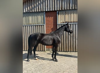 Oldenburger, Wallach, 4 Jahre, 164 cm, Rappe