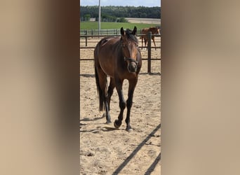 Oldenburger, Wallach, 4 Jahre, 165 cm, Brauner