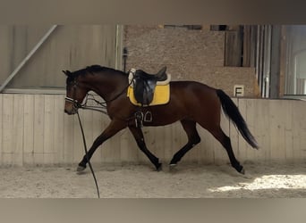 Oldenburger, Wallach, 4 Jahre, 165 cm, Brauner