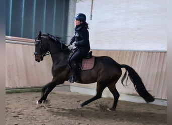 Oldenburger, Wallach, 4 Jahre, 165 cm, Brauner