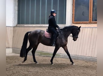 Oldenburger, Wallach, 4 Jahre, 165 cm, Brauner