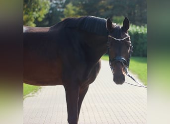 Oldenburger, Wallach, 4 Jahre, 165 cm, Brauner