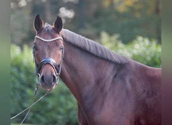 Oldenburger, Wallach, 4 Jahre, 165 cm, Brauner