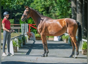 Oldenburger, Wallach, 4 Jahre, 165 cm, Brauner