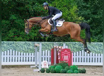 Oldenburger, Wallach, 4 Jahre, 165 cm, Brauner