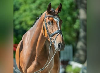 Oldenburger, Wallach, 4 Jahre, 165 cm, Brauner