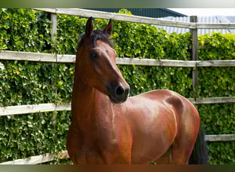 Oldenburger, Wallach, 4 Jahre, 165 cm, Brauner