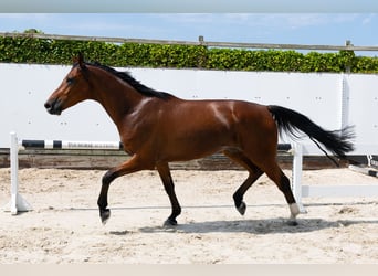 Oldenburger, Wallach, 4 Jahre, 165 cm, Brauner