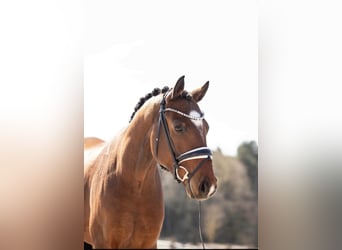 Oldenburger, Wallach, 4 Jahre, 165 cm, Braunfalbschimmel