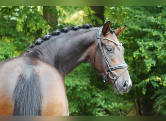 Oldenburger, Wallach, 4 Jahre, 165 cm, Dunkelbrauner