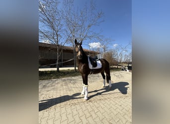 Oldenburger, Wallach, 4 Jahre, 165 cm, Dunkelbrauner