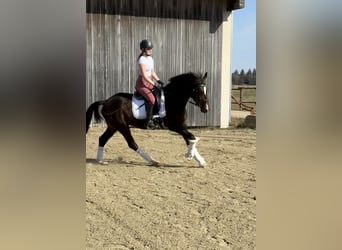 Oldenburger, Wallach, 4 Jahre, 165 cm, Dunkelbrauner