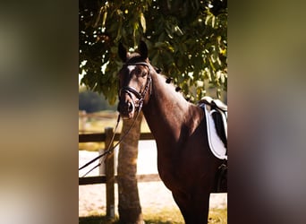 Oldenburger, Wallach, 4 Jahre, 165 cm, Dunkelbrauner