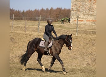 Oldenburger Mix, Wallach, 4 Jahre, 165 cm, Dunkelbrauner