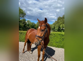 Oldenburger, Wallach, 4 Jahre, 165 cm, Fuchs