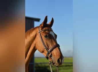 Oldenburger, Wallach, 4 Jahre, 165 cm, Fuchs