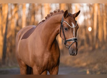 Oldenburger, Wallach, 4 Jahre, 165 cm, Fuchs