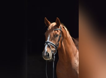 Oldenburger, Wallach, 4 Jahre, 165 cm, Fuchs