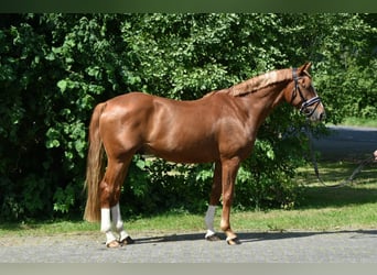 Oldenburger, Wallach, 4 Jahre, 165 cm, Fuchs