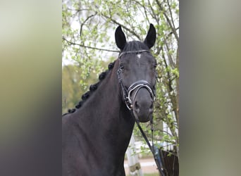 Oldenburger, Wallach, 4 Jahre, 165 cm, Rappe