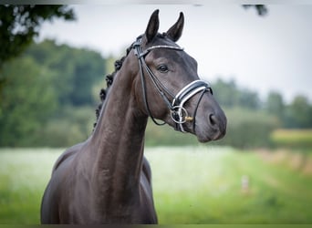 Oldenburger, Wallach, 4 Jahre, 165 cm, Rappe