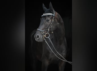Oldenburger, Wallach, 4 Jahre, 165 cm, Rappe