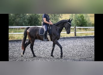 Oldenburger, Wallach, 4 Jahre, 165 cm, Rappe