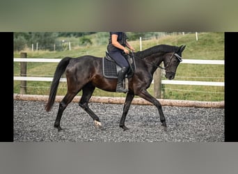Oldenburger, Wallach, 4 Jahre, 165 cm, Rappe