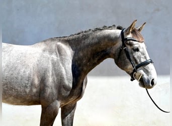Oldenburger, Wallach, 4 Jahre, 165 cm, Schimmel