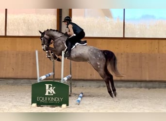 Oldenburger, Wallach, 4 Jahre, 165 cm, Schimmel