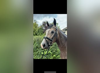 Oldenburger, Wallach, 4 Jahre, 165 cm, Schimmel