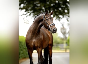 Oldenburger, Wallach, 4 Jahre, 165 cm, Schwarzbrauner