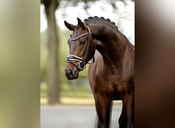 Oldenburger, Wallach, 4 Jahre, 165 cm, Schwarzbrauner