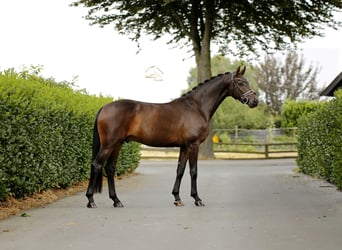 Oldenburger, Wallach, 4 Jahre, 165 cm, Schwarzbrauner