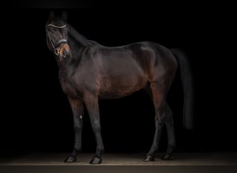 Oldenburger, Wallach, 4 Jahre, 165 cm, Schwarzbrauner