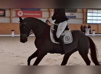Oldenburger, Wallach, 4 Jahre, 165 cm, Schwarzbrauner